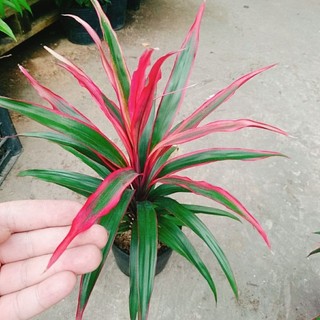 Cây Phát Tài Đỏ Lá Nhỏ