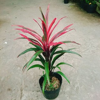 Cây Phát Tài Đỏ Lá Nhỏ