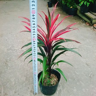 Cây Phát Tài Đỏ Lá Nhỏ