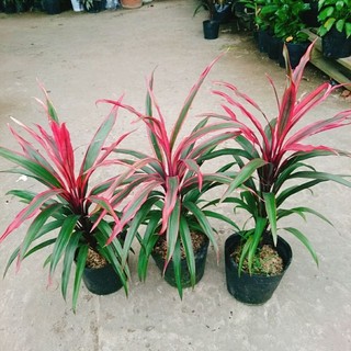 Cây Phát Tài Đỏ Lá Nhỏ