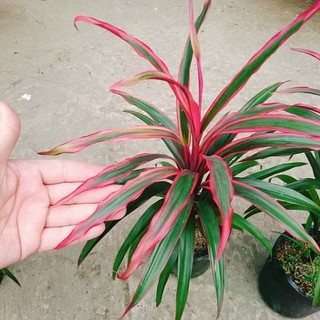 Cây Phát Tài Đỏ Lá Nhỏ