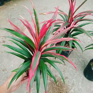 Cây Phát Tài Đỏ Lá Nhỏ