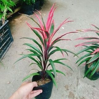 Cây Phát Tài Đỏ Lá Nhỏ