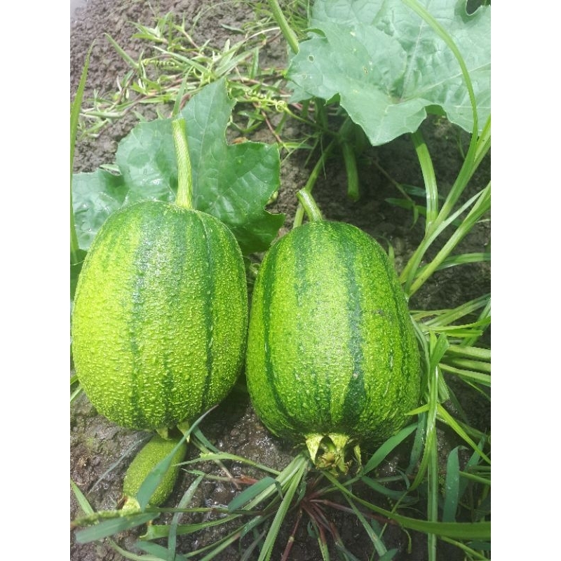 1 kg phân bón HUMIC DẠNG VIÊN