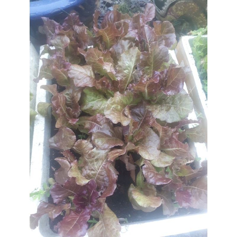 1 kg phân bón HUMIC DẠNG VIÊN