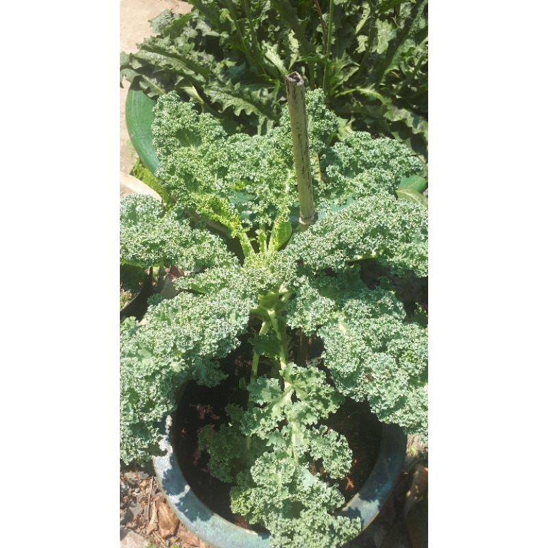 1 kg phân bón HUMIC DẠNG VIÊN