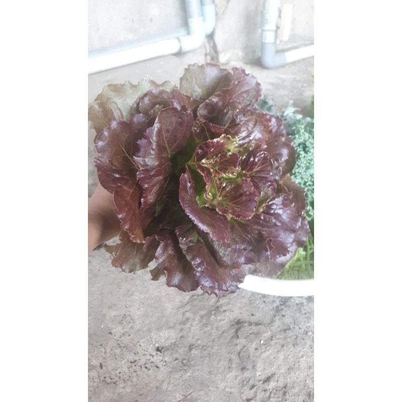 1 kg phân bón HUMIC DẠNG VIÊN