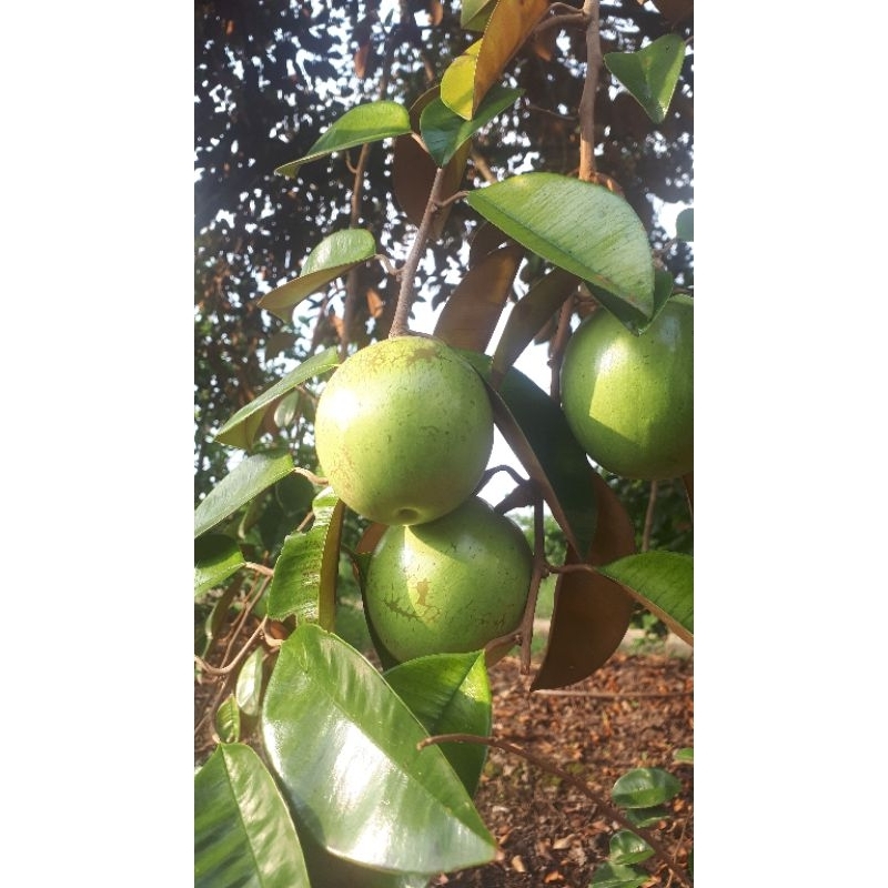 1 kg phân bón HUMIC DẠNG VIÊN