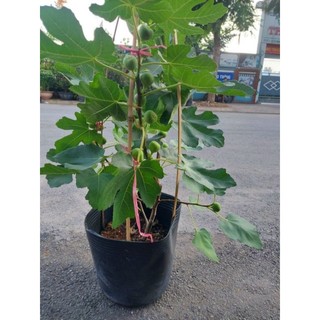 Sung Mỹ đang trái cây lớn