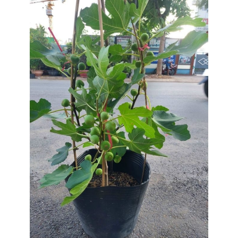 Sung Mỹ đang trái cây lớn