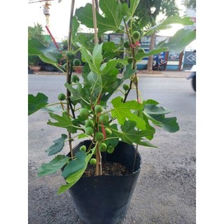 Cây 🌲 Sung Mỹ đang trái cây lớn