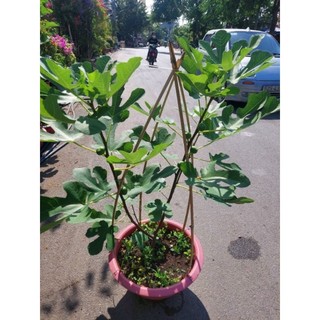 Cây 🌲 Sung Mỹ đang trái cây lớn