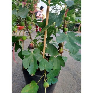 Cây 🌲 Sung Mỹ đang trái cây lớn