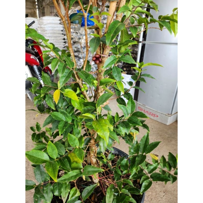 Cây Nho Thân gõ tứ Quý đang trái