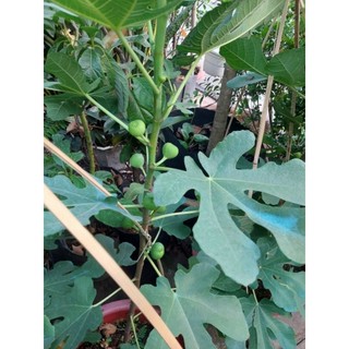 Cây 🌲 Sung Mỹ đang trái cây lớn