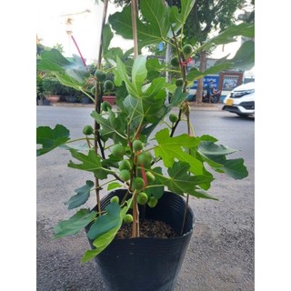 Cây 🌲 Sung Mỹ đang trái cây lớn