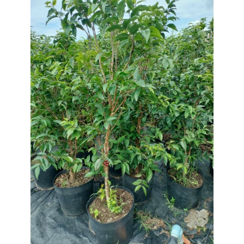 Cây Nho Thân gõ tứ Quý đang trái