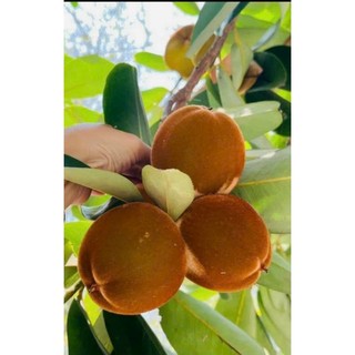 Cây 🌲 Hồng Nhung