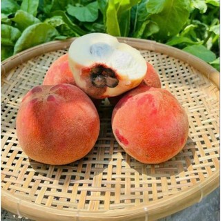Cây Hồng Nhung