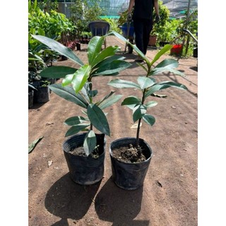 Cây 🌲 Hồng Nhung