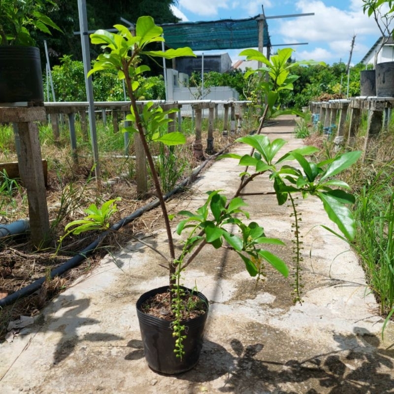 Lộc vừng Hoa vàng