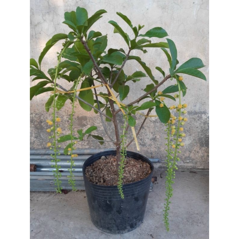 Lộc vừng Hoa vàng