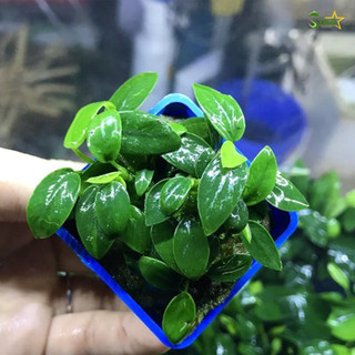 Cây ráy nana lá nhỏ | cây ráy thuỷ sinh không cần c02