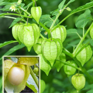 Hạt giống Thù Lù Nam Mỹ