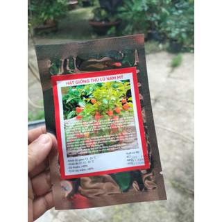 Hạt giống Thù Lù Nam Mỹ