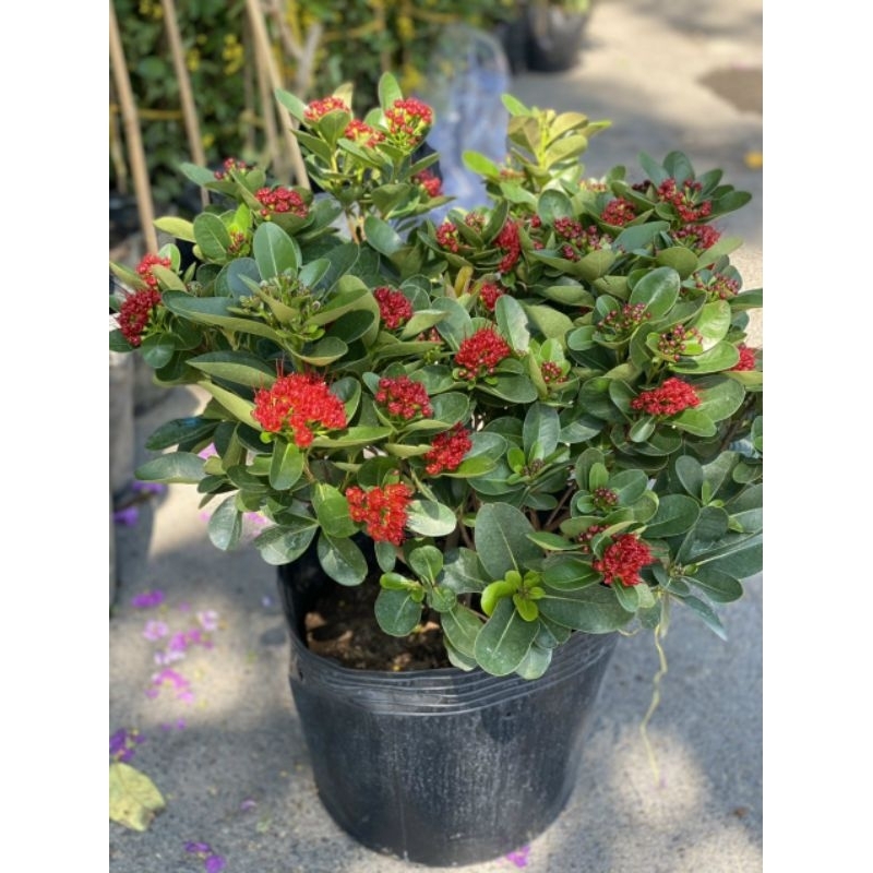 Mai Thái đỏ Huyết siêu hoa