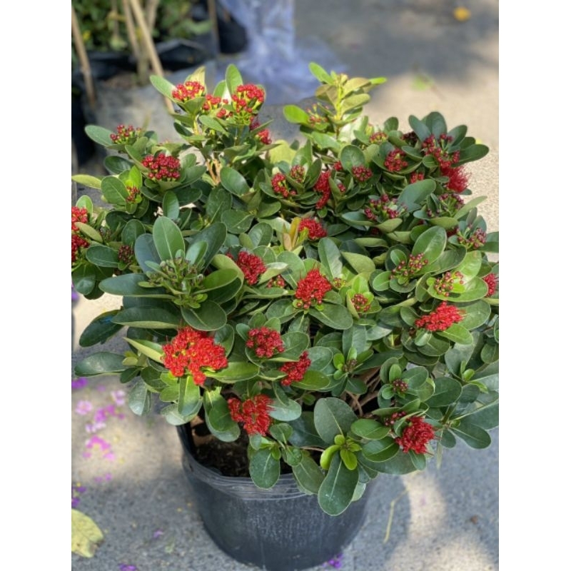 Mai Thái đỏ Huyết siêu hoa