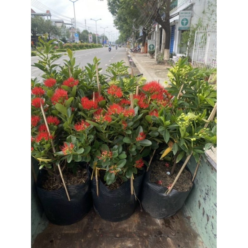 Mai Thái đỏ Huyết siêu hoa