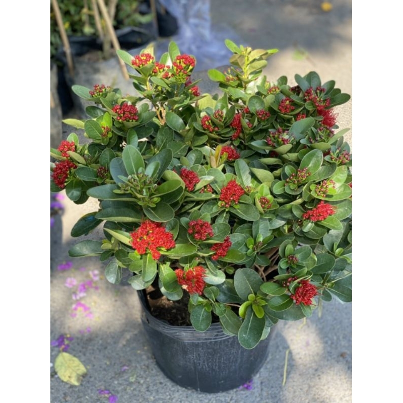 Mai Thái đỏ Huyết siêu hoa