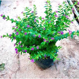Cẩm tú mai cây trồng là thảm, hoa quanh năm