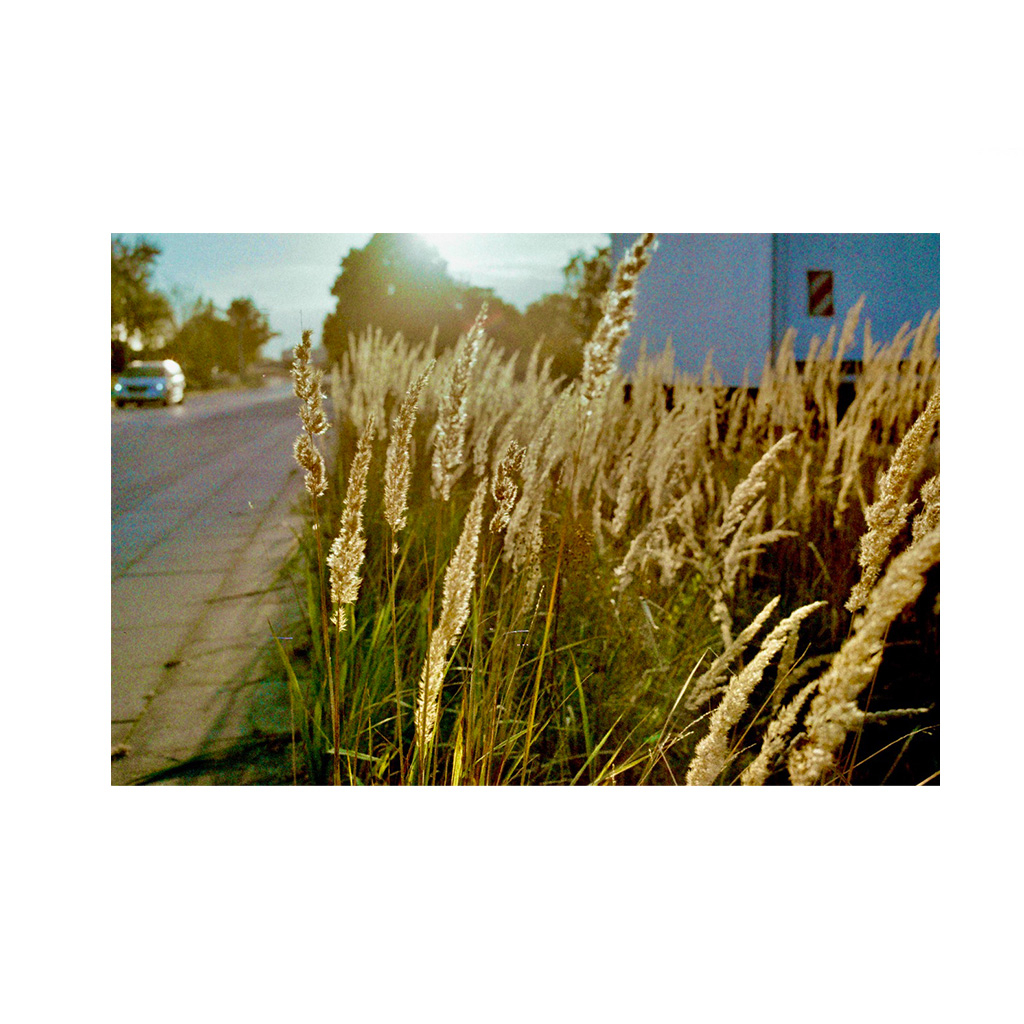 Phim chụp ảnh màu của Đức WOLFEN COLOR NC500 36EXP date 11/2025 film 35mm tráng C41