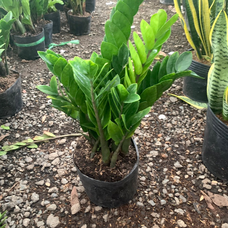 Cây kim tiền cây nhiều nhánh cây phong thuỷ thích hợp để bàn