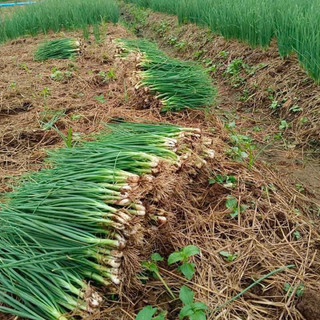 Hạt giống Hành Hương F1 RADO cao cấp, nảy mầm mạnh, năng suất cao