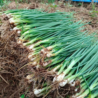 Hạt giống hành hương cao cấp