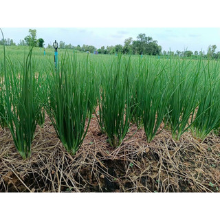 Hạt giống Hành Hương F1 RADO cao cấp, nảy mầm mạnh, năng suất cao