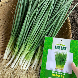 Hạt giống Hành Hương F1 RADO cao cấp, nảy mầm mạnh, năng suất cao