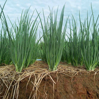 Hạt giống Hành Hương F1 RADO cao cấp, nảy mầm mạnh, năng suất cao