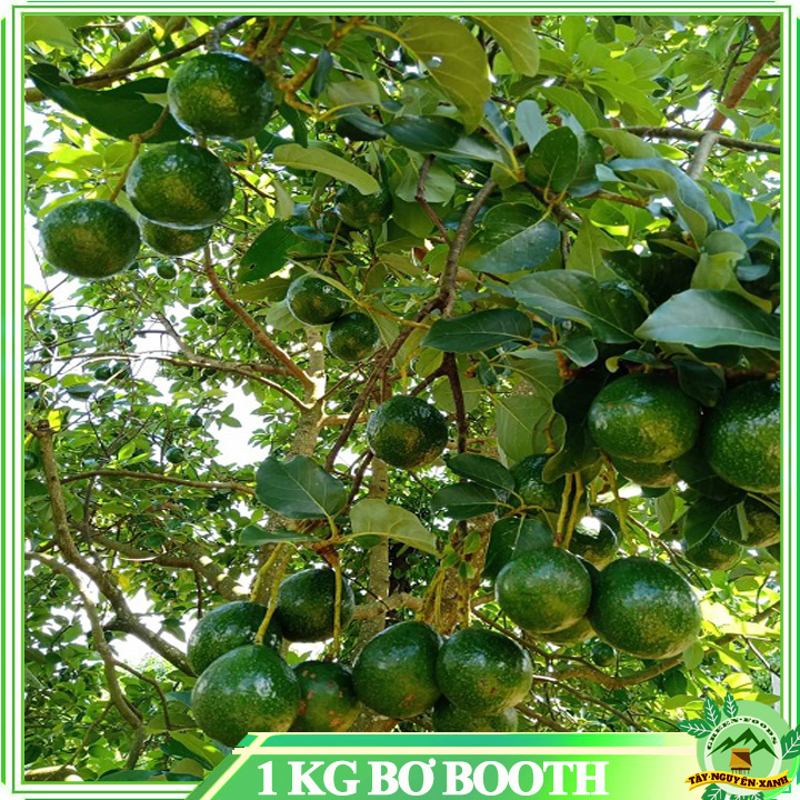1KG BƠ BOOTH GIA LAI DẺO NGON NHÀ TRỒNG
