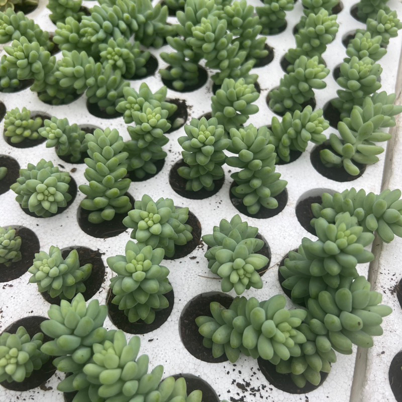 Cây sen đá Chuỗi bi size mini 2-2,5cm, cây cảnh trang trí nhà cửa THUANPHAT GARDEN