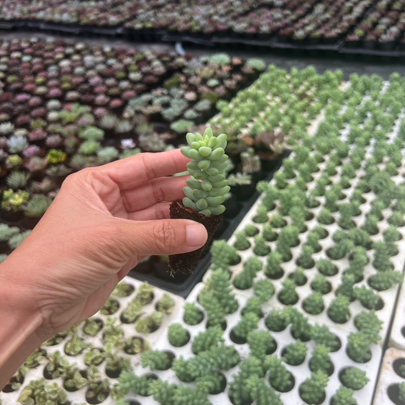 Cây sen đá Chuỗi bi size mini 2-2,5cm, cây cảnh trang trí nhà cửa THUANPHAT GARDEN