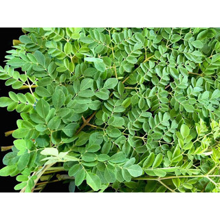 Cây chùm ngây (cây từ hạt) mua 2 tặng 1