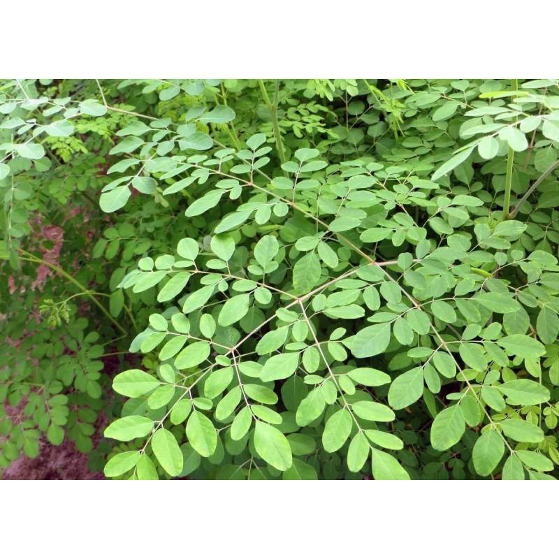 Cây chùm ngây (cây từ hạt) mua 2 tặng 1