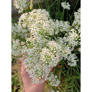 Bầu cây hẹ ta