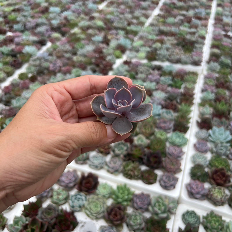 Cây sen đá Hồng Dâu size mini 2-2,5cm, cây cảnh trang trí nhà cửa THUANPHAT GARDEN