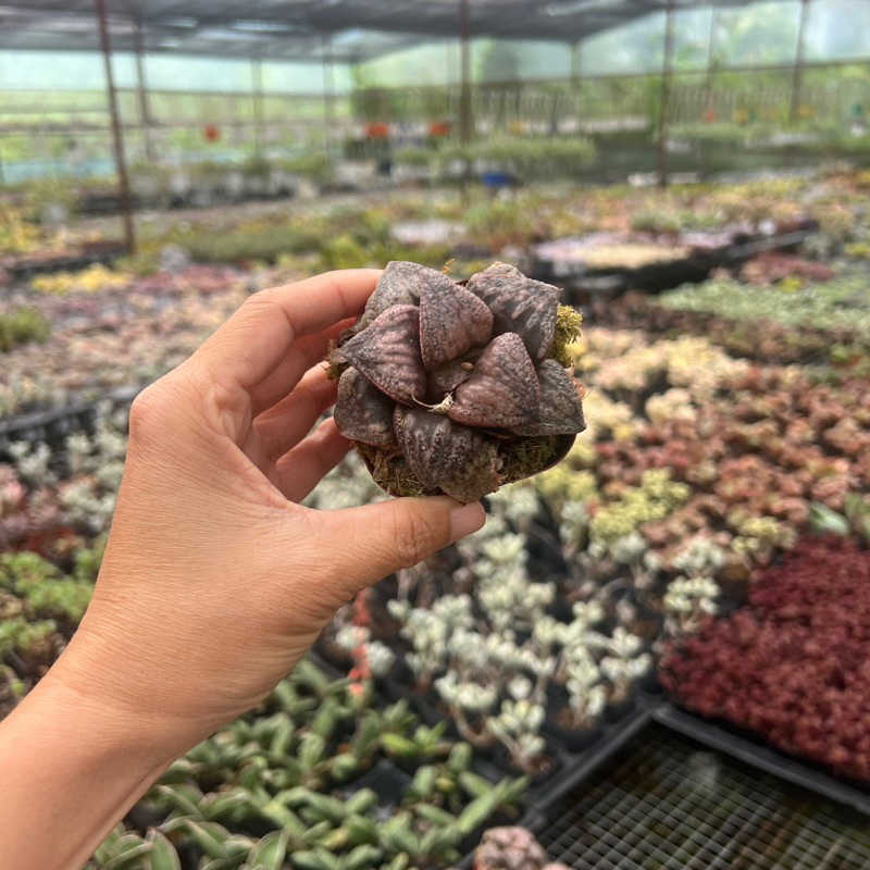 Cây sen đá Haworthia magnifica size nhở 5-6cm, cây cảnh trang trí nhà cửa THUANPHAT GARDEN