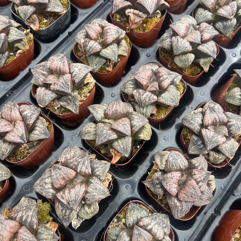 Cây sen đá Haworthia magnifica size nhở 5-6cm, cây cảnh trang trí nhà cửa THUANPHAT GARDEN